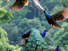 -西双版纳勐泐文化旅游区