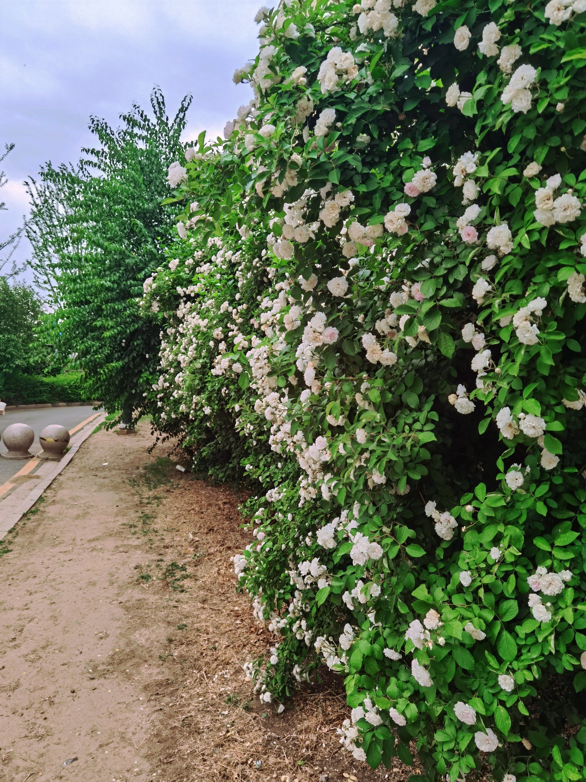 家门口的蔷薇花墙,绝对没人随便拍