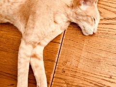 -猫小院猫主题咖啡厅(北锣店)