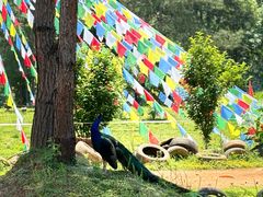 -麦克基(湘东大市场店)