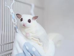 -博特宠物医院24h犬猫全科.骨科·异宠
