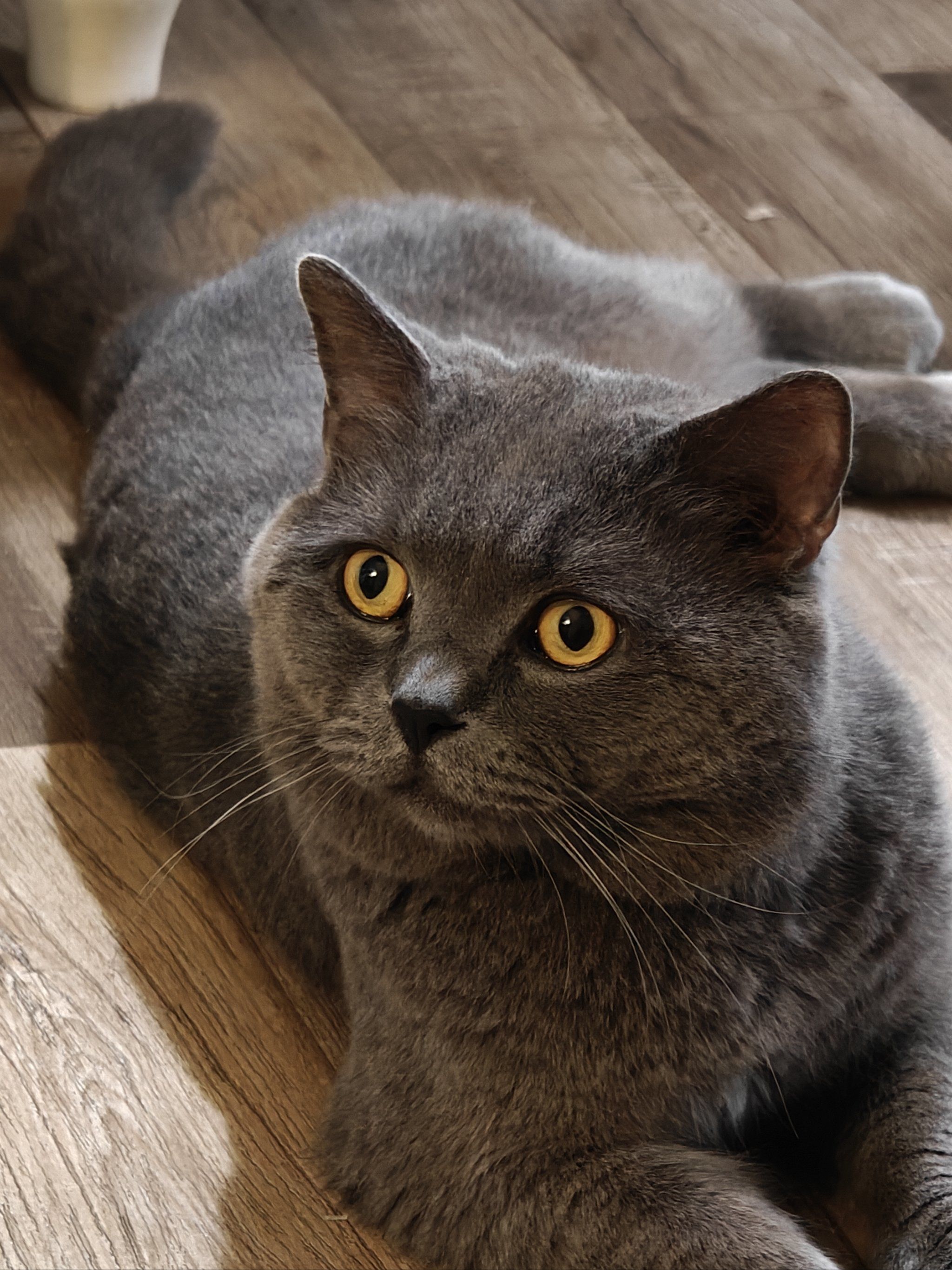 猫生活,慵懒得刚刚好