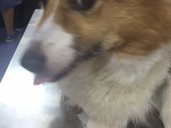 -美联众合爱康动物医院•复杂内科•肿瘤科•牙科•腔镜诊疗中心