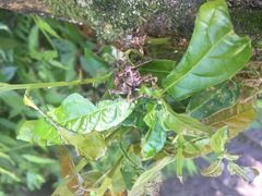 -华蓥山天意谷景区