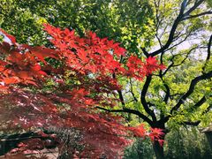 -百脉泉景区