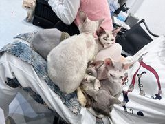 -琪喵猫屋·撸猫猫咖·猫舍