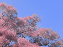 -飞凤山奥体公园