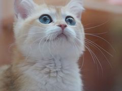 -山宅一喵德文卷毛猫舍