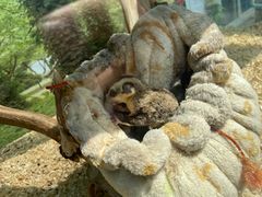 -西霞口神雕山野生动物世界