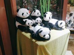 -轩客会(熊猫书店)