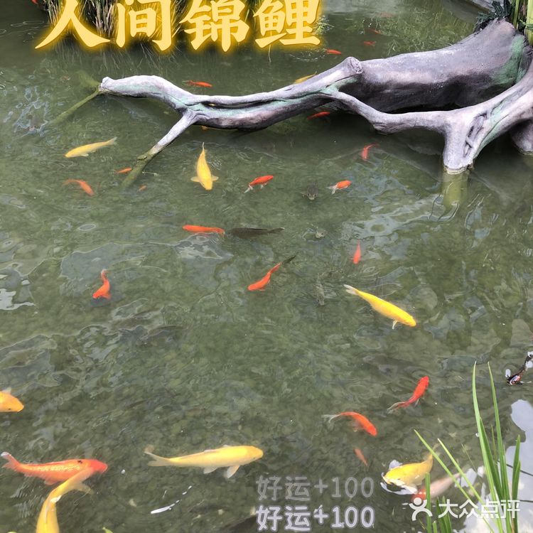 大良探店|顺德渔村·高级国际厅,满足你的各种需求!