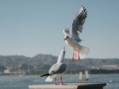 -海埂大坝