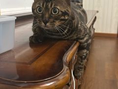 -宠福鑫康馨动物医院·骨科·眼科