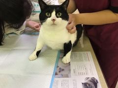 -艾贝尔宠物诊疗