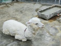 -上海大自然野生昆虫馆(东方明珠·爬宠昆虫探索中心)