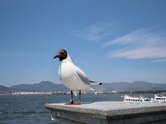 -海埂大坝