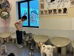 -有喵·猫咖·狗咖·30几只猫10只小狗(岗厦店)