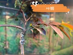 -上海大自然野生昆虫馆(东方明珠·爬宠昆虫探索中心)