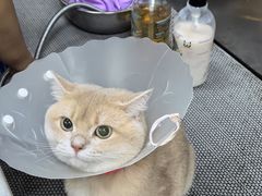 -北京观赏动物医院·24小时大型综合·猫专科·异宠专科