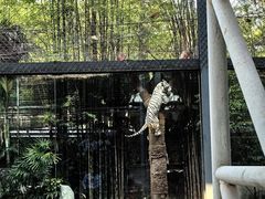 -清迈夜间动物园