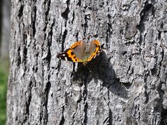 -洛阳白云山景区