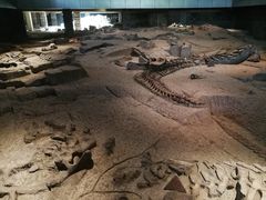 -自贡恐龙博物馆