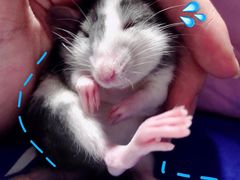 -藦茜花园宠物主题亲子互动体验馆(国顺东路店)