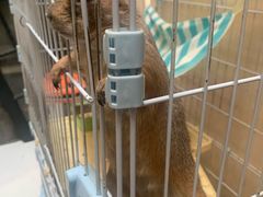-猫色咖啡·猫咖