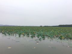 -微山湖红荷湿地景区