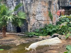 -海南热带野生动植物园