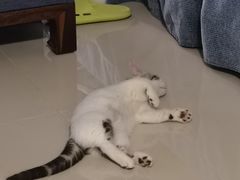 -lincat·猫舍(广州店)