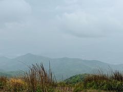 -天目山大树王景区