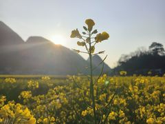 -万峰林风景区