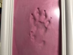 -翡翠森林宠物火化殡葬(通州店)