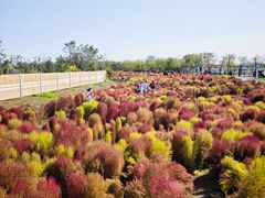 -天津东丽湖风景区