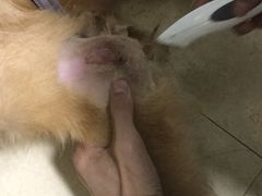 -半岛宠物医院24小时(科华中路店)