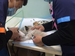 -纳吉亚猫专科动物医院博雅分院