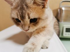 -猫大福·Fortune Cat猫舍(百子湾店)
