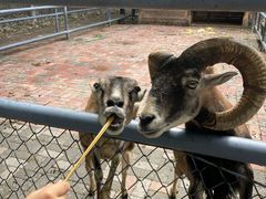 -长白岛森林公园