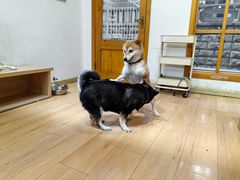 -是阿柴呀！柴犬咖啡·爱喵喵猫咖