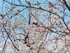-桃花堤公园