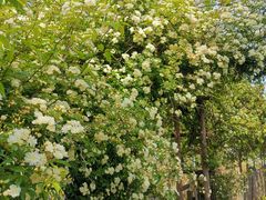 -前小桔亲子创意农场·草莓采摘·露营烧烤