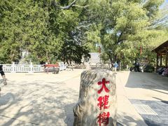 -大槐树寻根祭祖园