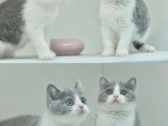-lincat·猫舍(广州店)