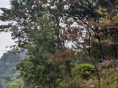 -火炉山森林公园