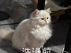 -爱洗澡的猫(天河路店)