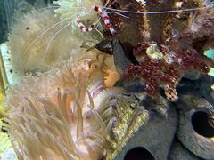 -太平洋海底世界