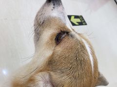 -美联众合动物医院·内科·皮肤科·外科(古城分院)