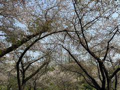 -苏州上方山国家森林公园