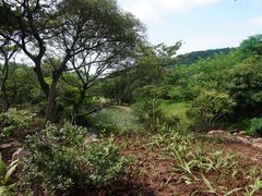 -汉拿树木园